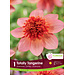 Dahlia - Anemone Totally Tangerine