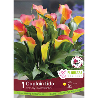 Calla Lily - Captain Lido