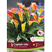 Calla Lily - Captain Lido