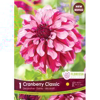 Dahlia - Cranberry Classic