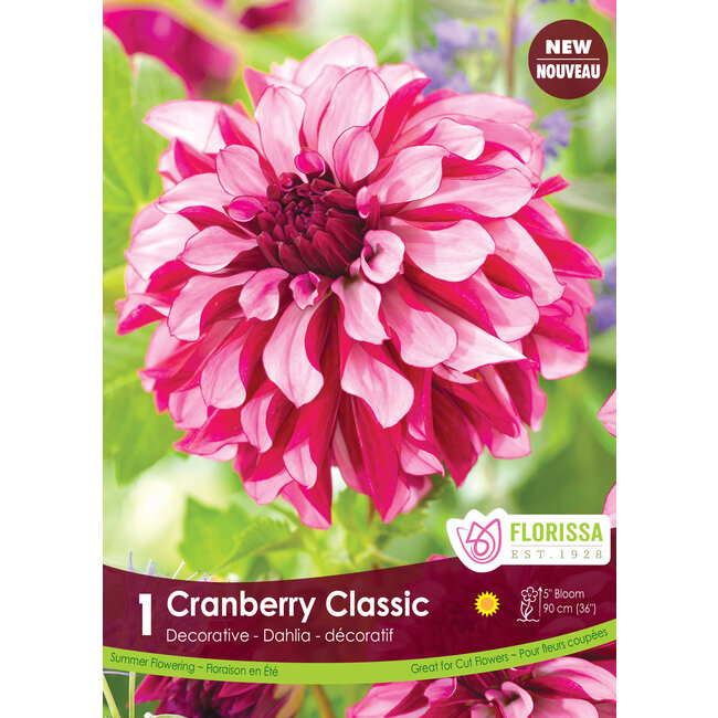 Dahlia - Cranberry Classic