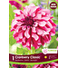 Dahlia - Cranberry Classic