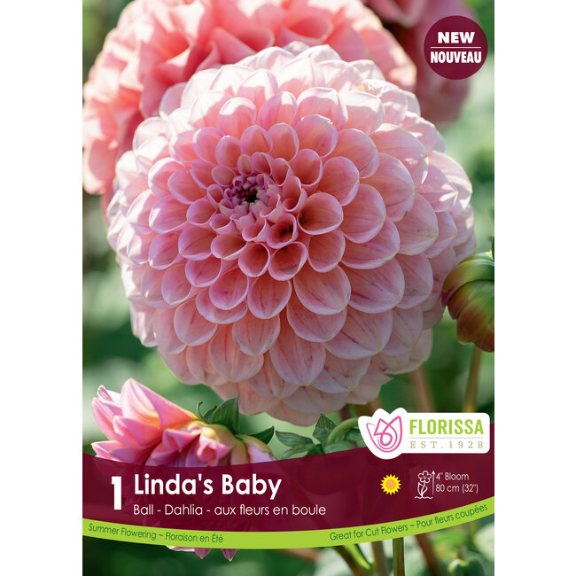 Dahlia - Linda's Baby