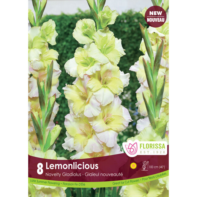 Gladiolus - Lemonlicious