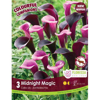 Calla Lily - Midnight Magic