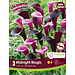Calla Lily - Midnight Magic