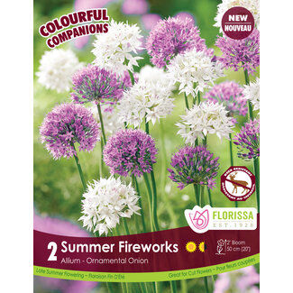 Allium - Summer Fireworks