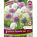 Allium - Summer Fireworks