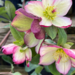 Helleborus - Dark Picotee 1 Gal