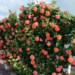 Climber Rose - Above All 2 Gal