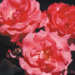 Climber Rose - Galway Bay 2 Gal