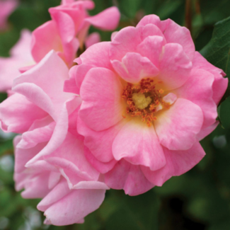 Shrub Rose - Blushing Drift 2 Gal