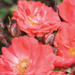 Shrub Rose - Coral Drift 2 Gal