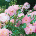 Shrub Rose - Peach Drift 2 Gal