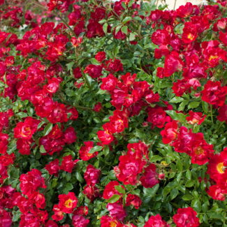 Shrub Rose - Red Drift 2 Gal