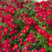 Shrub Rose - Red Drift 2 Gal