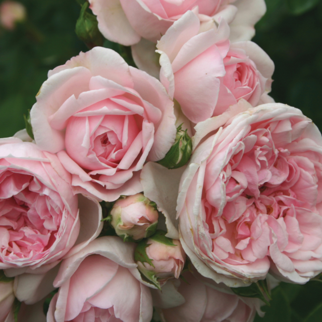Floribunda Rose - Cinderella Fairy Tale 2 Gal