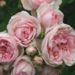 Floribunda Rose - Cinderella Fairy Tale 2 Gal