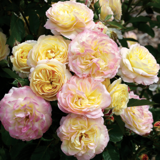 Floribunda Rose - Life of the Party 2 Gal