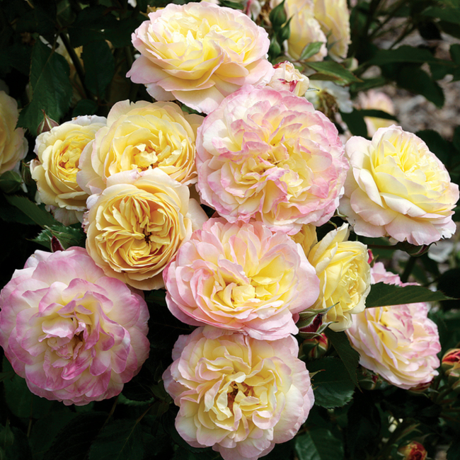 Floribunda Rose - Life of the Party 2 Gal