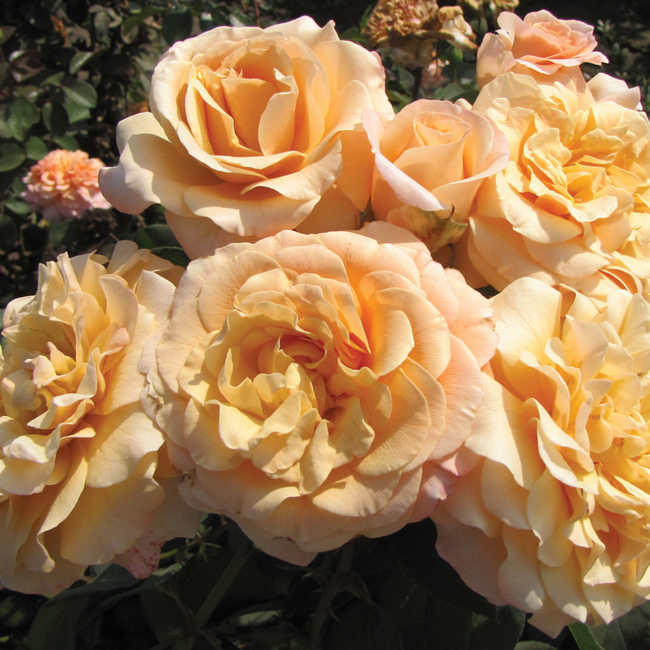 Floribunda Rose - Morning Glow 2 Gal