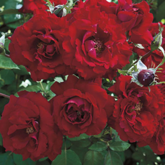 Floribunda Rose - Oh My! 2 Gal