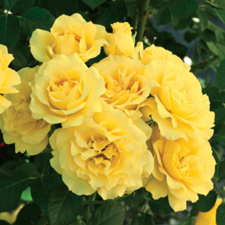 Floribunda Rose - Sparkle & Shine 2 Gal