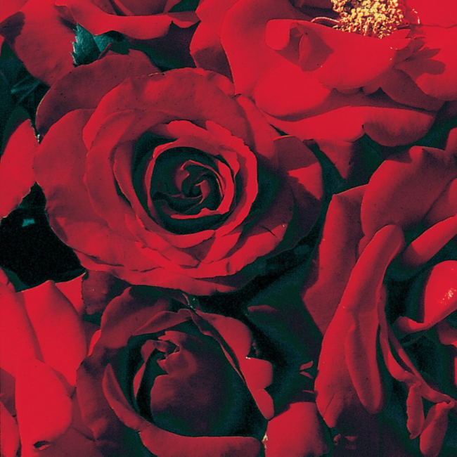 Grandiflora Rose - Crimson Bouquet 2 Gal