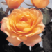 Grandiflora Rose - Glowing Peace 2 Gal