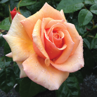Grandiflora Rose - Kencara Sunrise 2 Gal