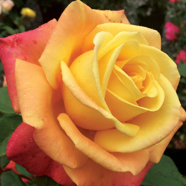 Hybrid Tea Rose - A Lady Never Tells 2 Gal