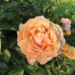 Hybrid Tea Rose - Alaiza 2 Gal