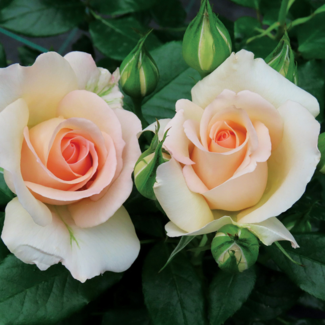 Hybrid Tea Rose - Chandos Beauty 2 Gal