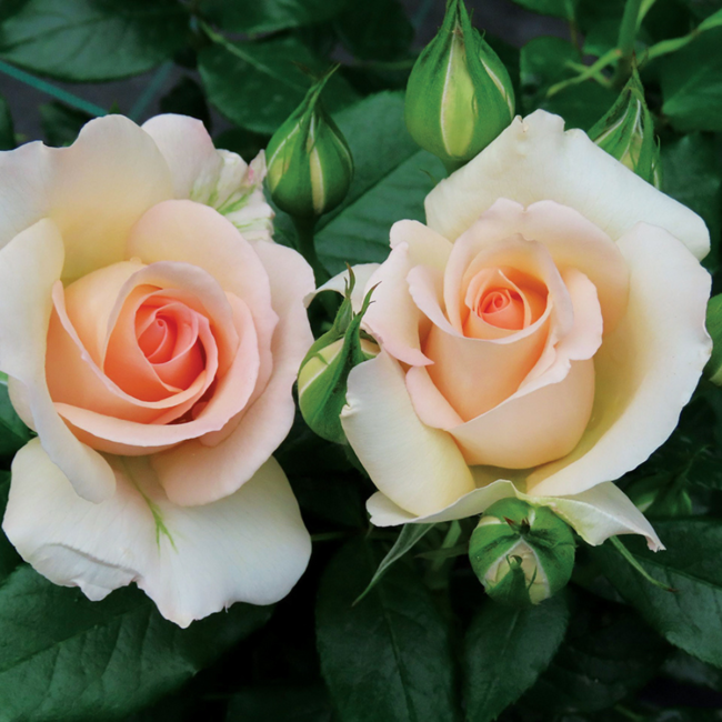 Hybrid Tea Rose - Chandos Beauty 2 Gal