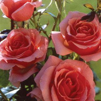 Hybrid Tea Rose - Lady Aberdeen 2 Gal