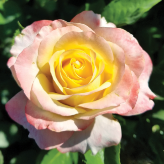 Hybrid Tea Rose - Make Me Blush 2 Gal