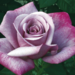 Hybrid Tea Rose - Moody Blue 2 Gal