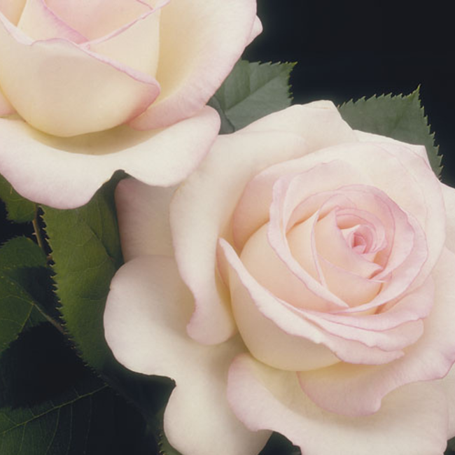 Hybrid Tea Rose - Moonstone 2 Gal
