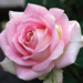 Hybrid Tea Rose - Painted Porcelain 2 Gal