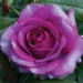 Hybrid Tea Rose - Perfume Factory 2 Gal