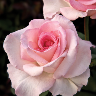 Hybrid Tea Rose - Pink Promise 2 Gal