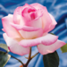 Hybrid Tea Rose - Princess de Monaco 2 Gal