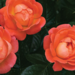 Knock Out Rose - Orange Glow 2 Gal