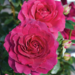 Showpiece Rose - Berry 2 Gal