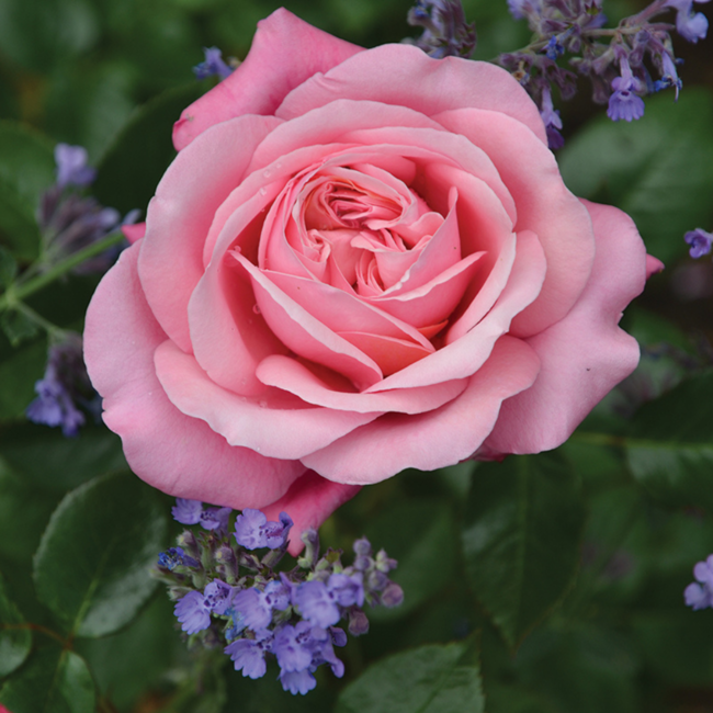 Showpiece Rose - Blush 2 Gal
