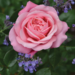 Showpiece Rose - Blush 2 Gal