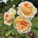 Showpiece Rose - Champagne 2 Gal