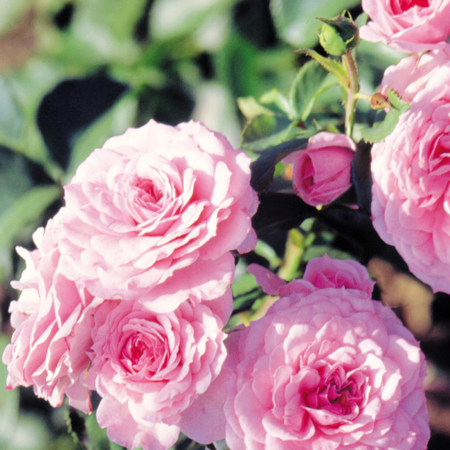 Shrub Rose - Bonica 2 Gal
