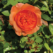 Shrub Rose - Double Ambre 2 Gal