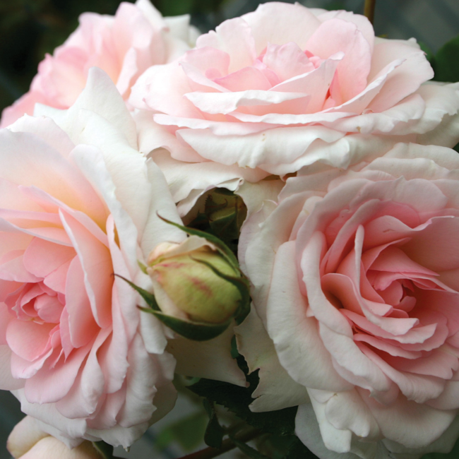 Shrub Rose - Elegant Fairytale 2 Gal